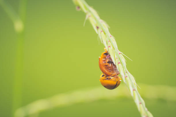 ladybugs on grass, ladybug is beautiful small insects on blurred green nature background