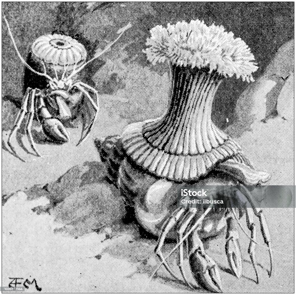 Antique painting illustration: Crabs and sea anemone 19th Century stock illustration