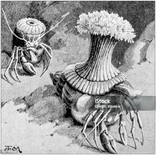 Antique Painting Illustration Crabs And Sea Anemone Stock Illustration - Download Image Now