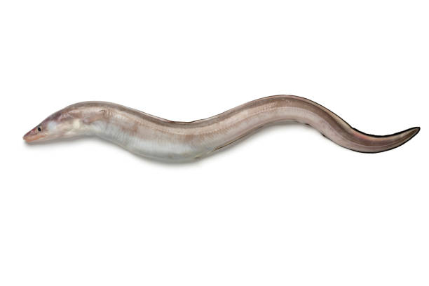 fresh raw european conger eel - saltwater eel imagens e fotografias de stock