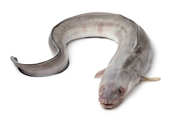 fresh raw european conger eel - saltwater eel imagens e fotografias de stock