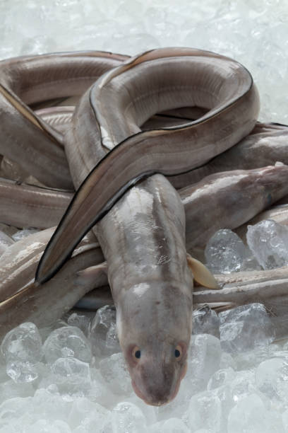 istock Fresh raw european conger eels 1039819492