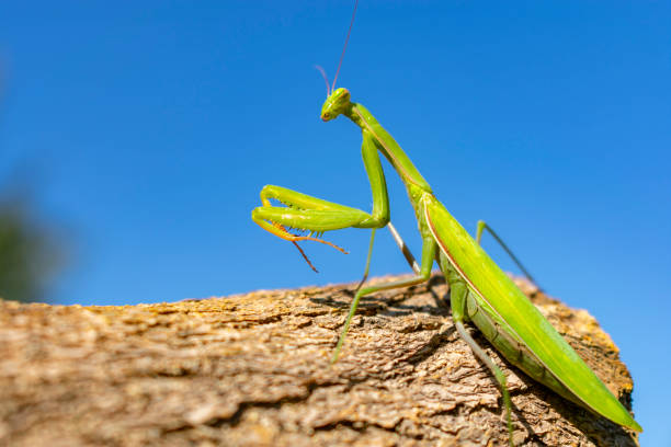istock green mantis closeup on blue sky background on brown bark of tree 1039819854
