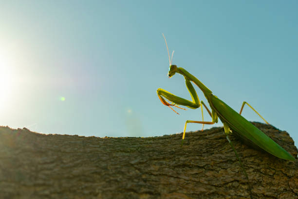 istock green mantis closeup on blue sky background on brown bark of tree 1039819954