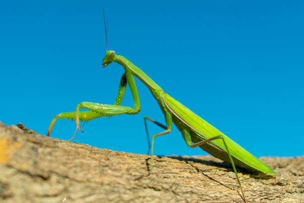 istock green mantis closeup on blue sky background on brown bark of tree 1039820294