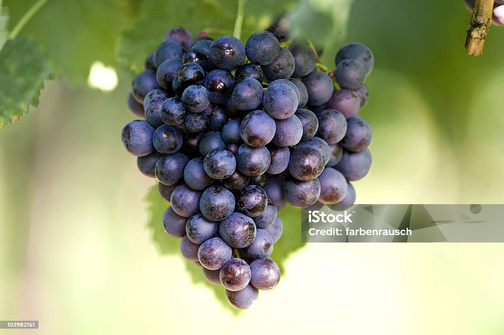 Azul vine bayas - Foto de stock de Agricultura libre de derechos