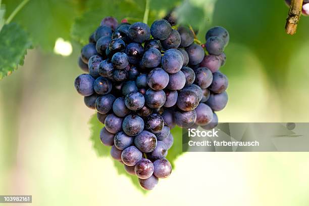 Azul Vine Bayas Foto de stock y más banco de imágenes de Agricultura - Agricultura, Bodega de vino, Botellero