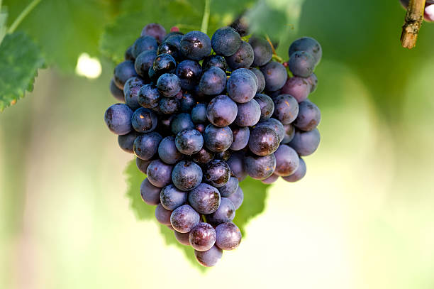 블루 바인 베리류 - wine rack grape liquor store vineyard 뉴스 사진 이미지
