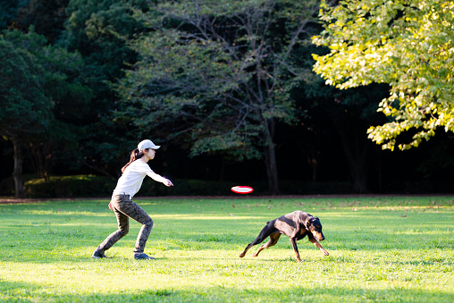 woman throws a Frisbee and plays with Doberman