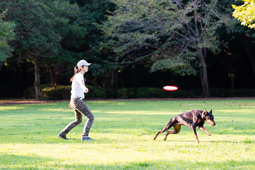 woman throws a Frisbee and plays with Doberman