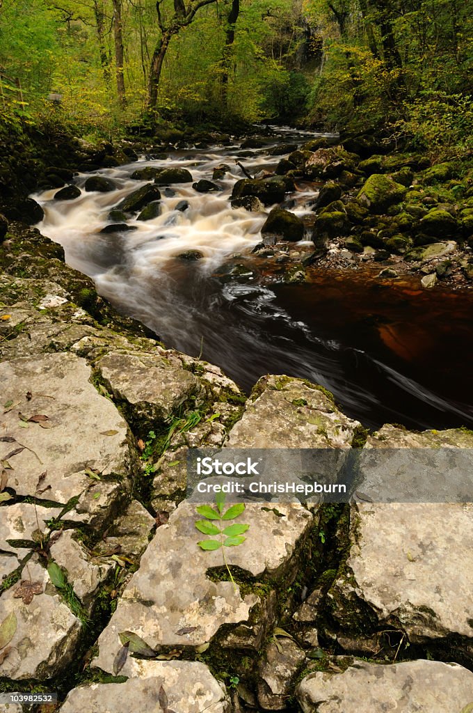 Cascate nella foresta - Foto stock royalty-free di Acqua