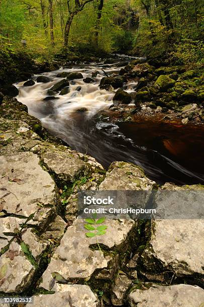Cascate Nella Foresta - Fotografie stock e altre immagini di Acqua - Acqua, Acqua corrente, Acqua fluente
