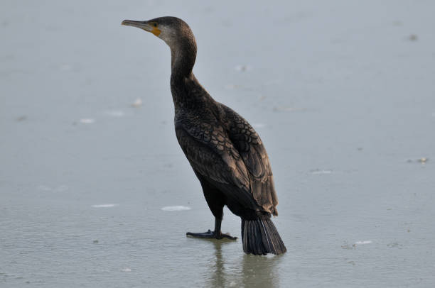 氷上対象鵜) - great black cormorant ストックフォトと画像