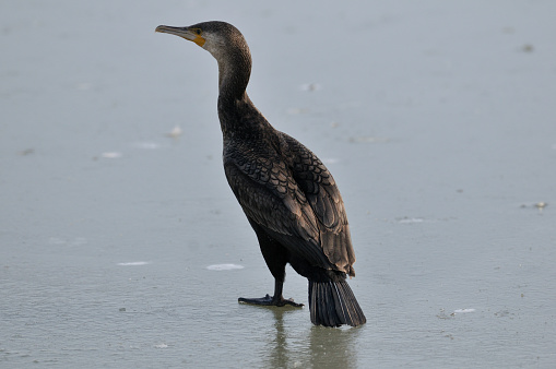 Cormorant on ice (Phalacrocorax carbo)