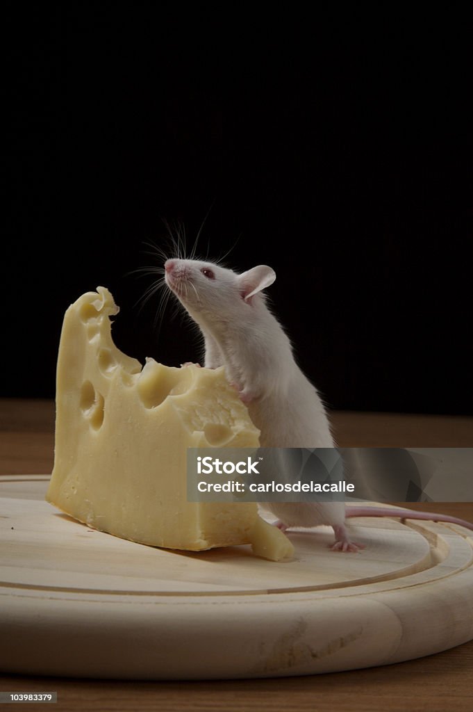 Branco mouse e queijo 3 - Foto de stock de Animal royalty-free