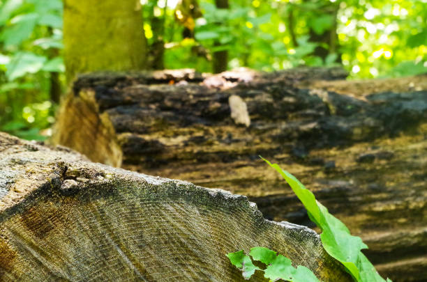 Some large, sawed logs laying on a forest trail.