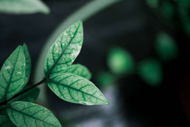 istock Closeup nature view of dark green leaf 1039835138