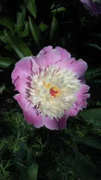 A pink and white flower with sunlight on it.