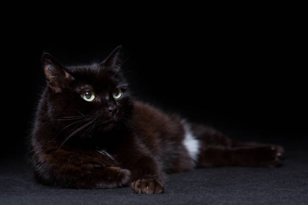 istock Black cat close-up on a black background 1039841180