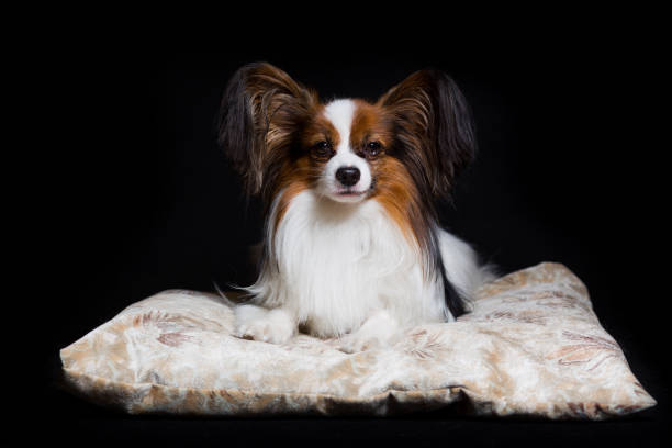 istock Papillon dog lies contented on his couch, isolated on black 1039841274