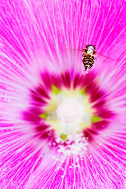 Bee flying toward flower's pollen.