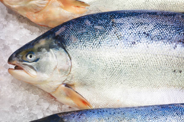 istock Fresh Norwegian salmon on ice in supermarket 1039854716