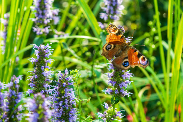 istock European Peacock butterfly  on a flower 1039857014