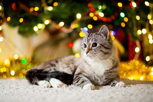 Calico kitten crawling around on holiday presents underneath Christmas tree