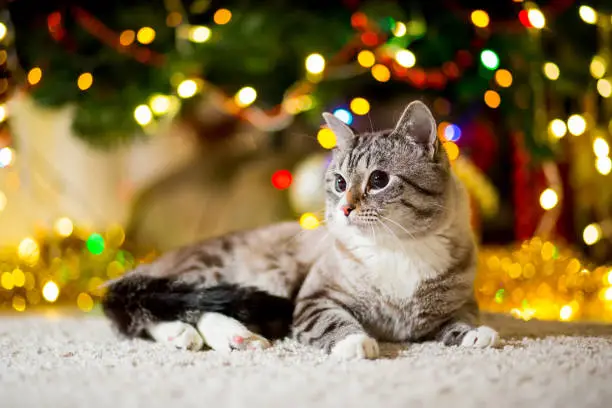 Photo of Large gray Cat without breed with blue eyes near the Christmas tree with garlands