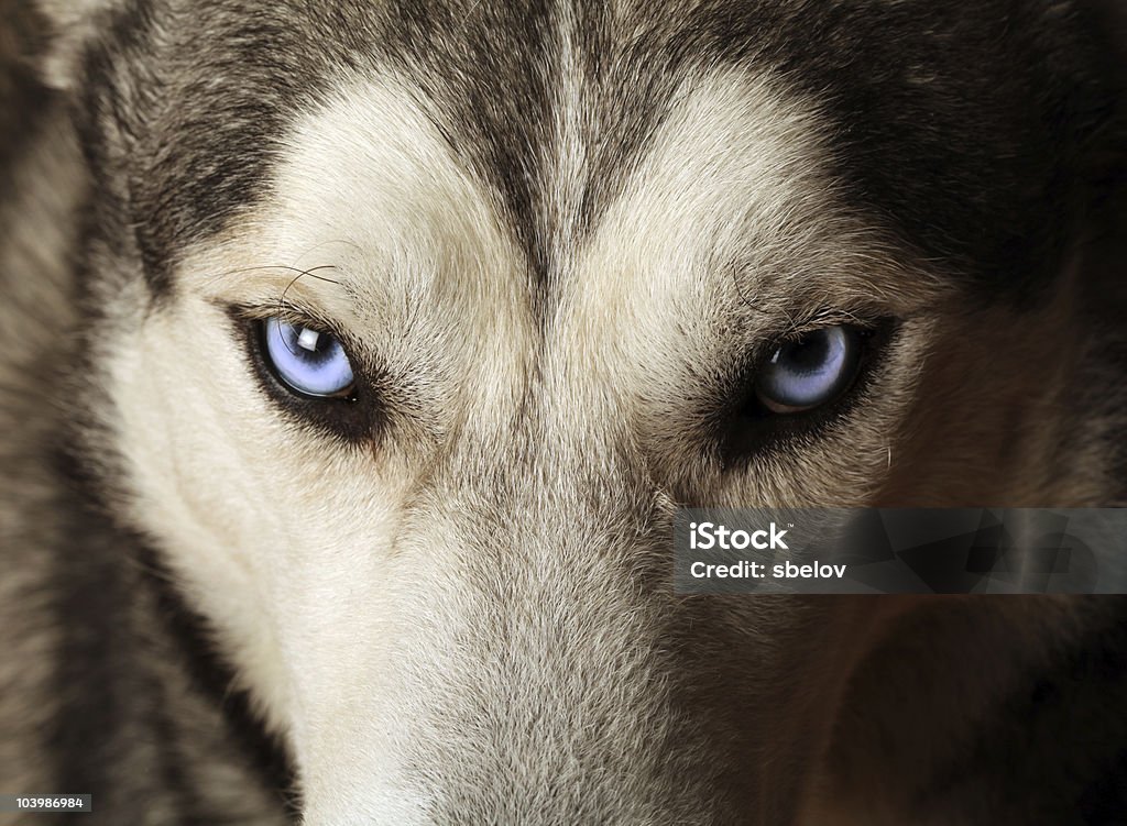 Husky Blue Eyes  Animal Stock Photo