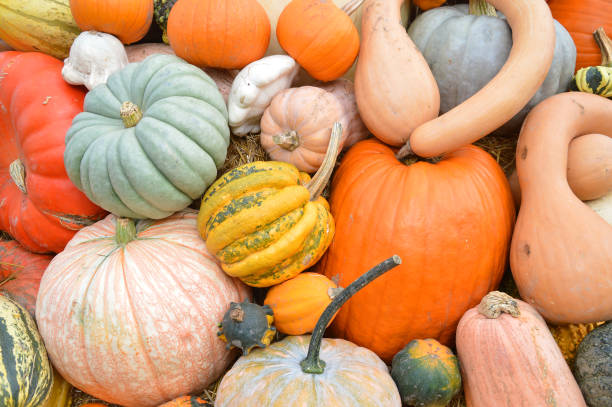 istock Autumn halloween pumpkins 1039874238