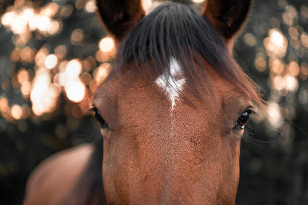 istock Horse looking straight at the camera 1039874888