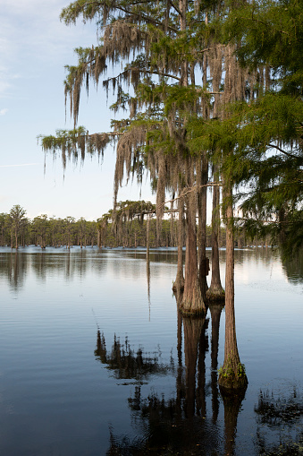 Abundant Cypress Trees exist in this lush marsh area in the deep southern USA