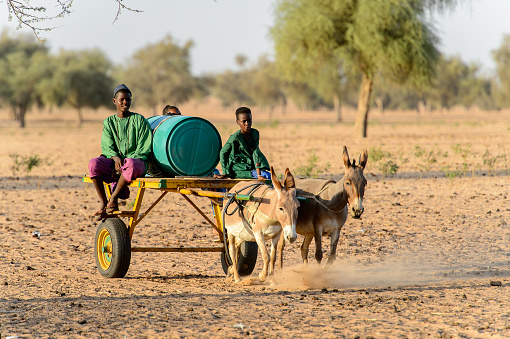 FERLO DESERT, SENEGAL - APR 25, 2017: Unidentified Fulani boy rides on cart with donkeys along the village. Fulanis (Peul) are the largest tribe in West African savannahs