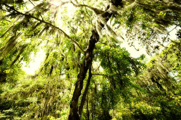 Swamp