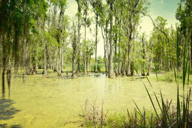 Swamp