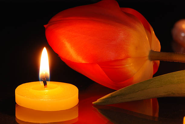 istock Romantic composition with a tulip and candle 103988700