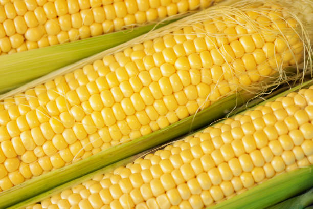 istock Ears of maize with irregular rows of kernels close-up 1039894628