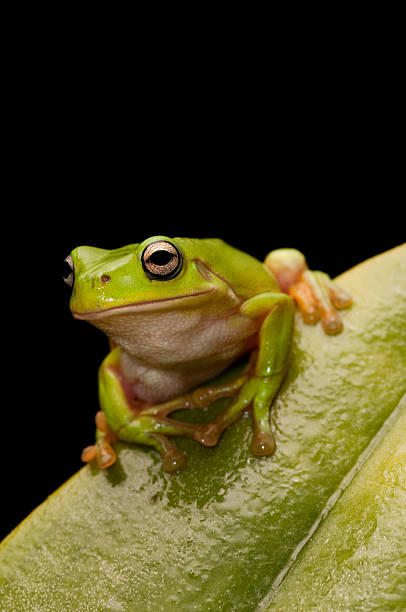 The Green Tree Frog Series stock photo