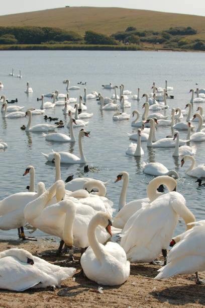 istock A large flock of mute swans 1039904378