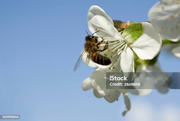 Flower And Bee Stock Photo - Download Image Now - Bee, Blue, Branch - Plant Part