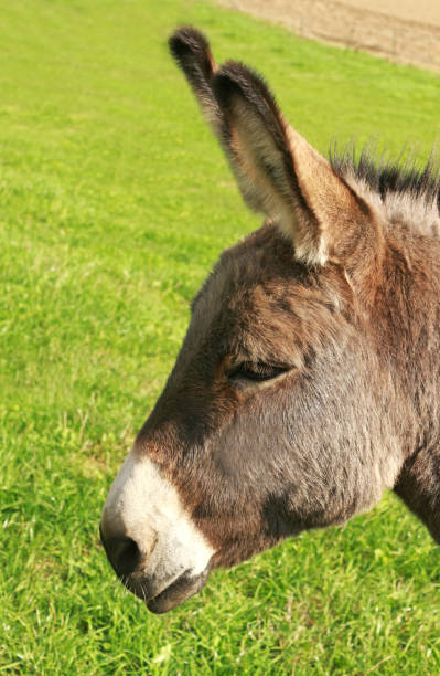 istock head of a donkey, side view 1039908762