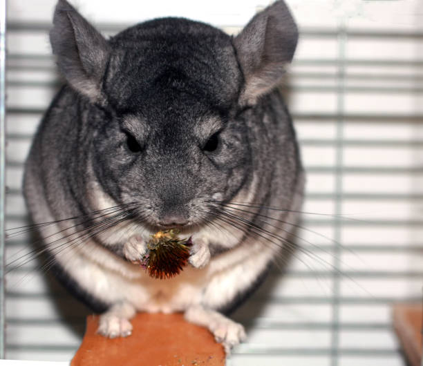 istock Gray fluffy chinchilla. A rodent eats a flower of echinacea 1039916276