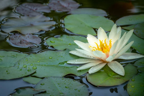 bonito branco lírio marliacea rosea na parte direita da lagoa - lotus reflection flower single flower - fotografias e filmes do acervo