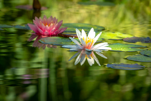 dois lírios de água bonita n uma lagoa.  todos são cobertos com orvalho - lotus reflection flower single flower - fotografias e filmes do acervo