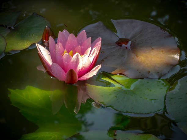 um belo lírio marliacea rosea com pétalas delicadas é aberto em uma lagoa em um fundo de folhas escuras. - lotus reflection flower single flower - fotografias e filmes do acervo
