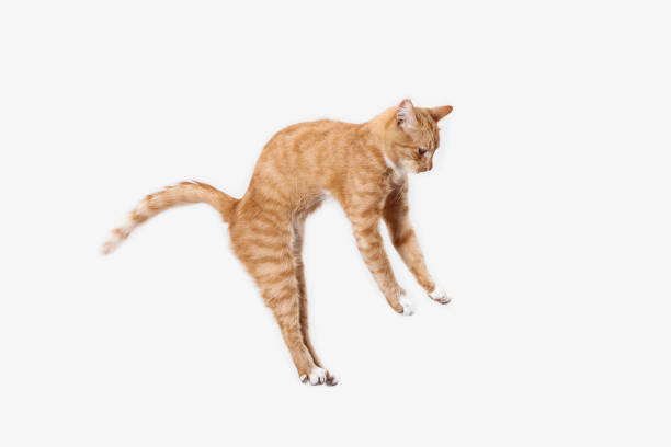 red cat on a white background The red serious cat isolated on a white background at studio. The animals emotions concept cat jumping stock pictures, royalty-free photos & images
