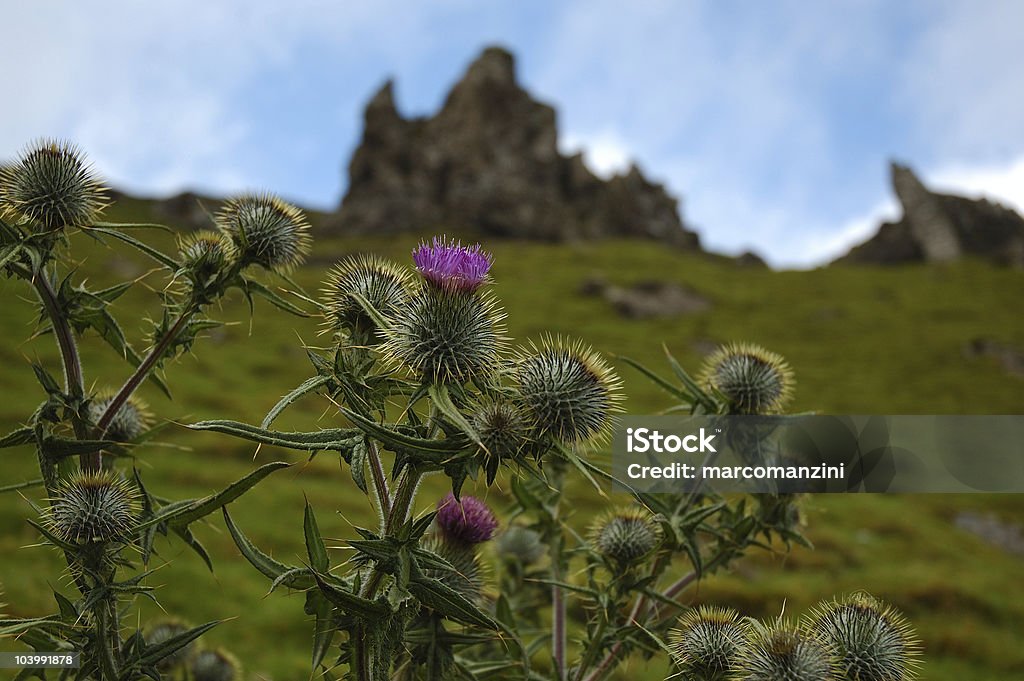 Cardo scozzese - Foto stock royalty-free di Cardo scozzese