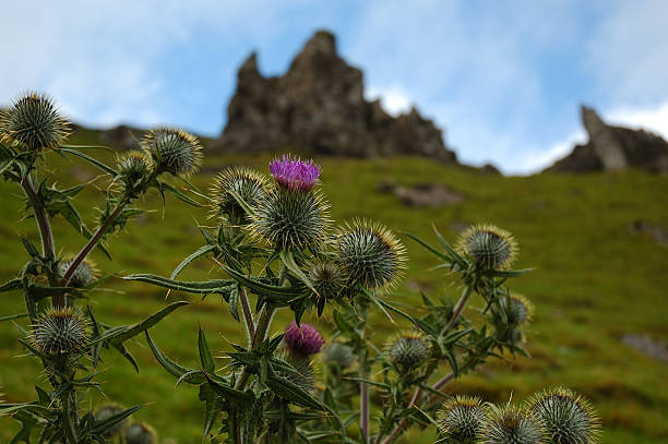 Scottish Thistle  Scottish Thistle stock pictures, royalty-free photos & images