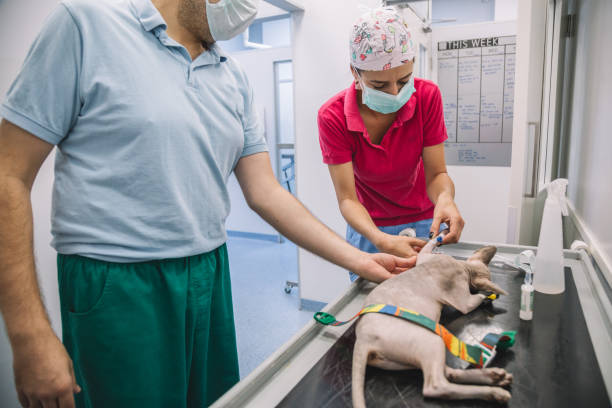 istock Team of surgeons preparing for operation 1039919206
